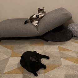 「ペットと暮らす人は裕福な人？」サムネイル2