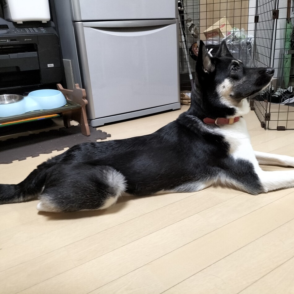 モウモのカバー写真