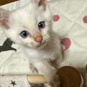 ブルーアイのブランくん