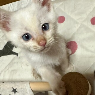 ブルーアイのブランくん