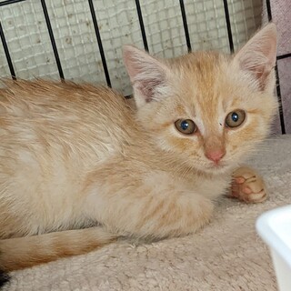 お見合い中　可愛いお顔❤️薄茶トラ