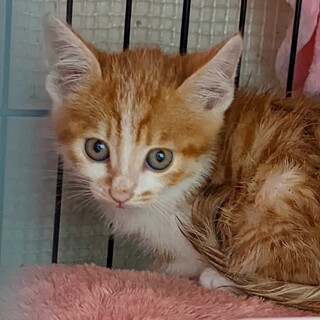 トライアル中可愛いお顔❤️茶白