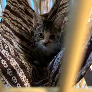 靴下ニャンコノアールちゃん