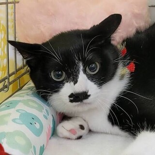 【6/18東日本橋】抱っこが大好き♥️ケイくん