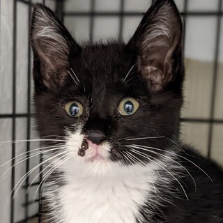 Help！幸せ待ち。可愛いお顔❤️白黒