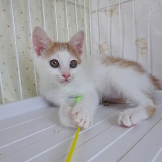 ガリガリに痩せて彷徨っていた１か月の女の子