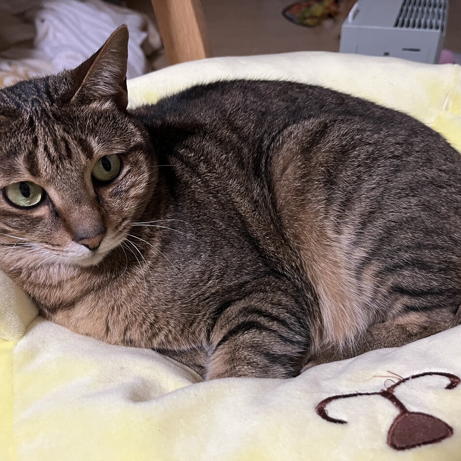 リアのカバー写真