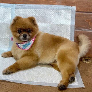 明るく人懐こいおてんばポメのりんちゃん