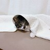 お家猫さんいるお宅希望‼️猫大好きなチビ君 サムネイル3