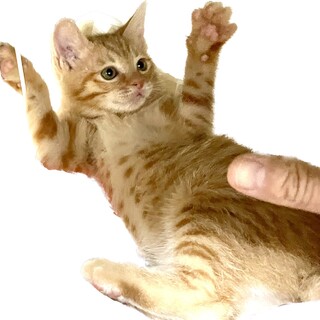 茶トラ女子　ハリケーン茶子