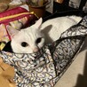 ロビン
