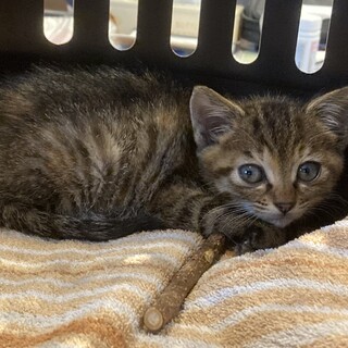 子猫を保護しました