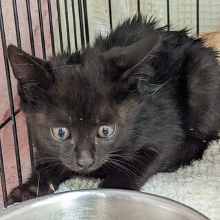 Help！幸せ待ち。可愛いお顔❤️黒