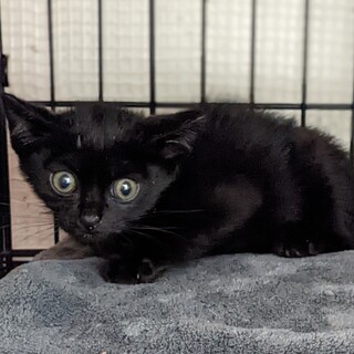 Help！幸せ待ち。可愛いお顔❤️黒