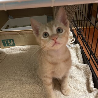 【里親様　決定！】好奇心旺盛でお茶目な茶トラ