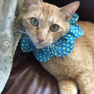 人馴れ抜群のびわ君とベタベタしつつ暮らしませんか