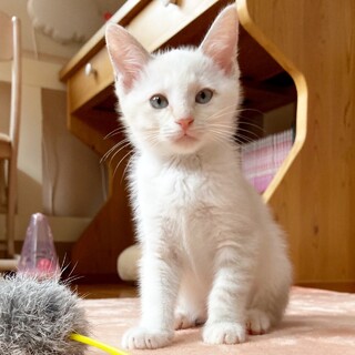 瞳がブルーの恥ずかしがり屋の女の子