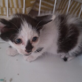 白黒ハチワレの元気な男の子です！