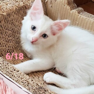 白雪ちゃ7/2譲渡決定しました。有り難うございます
