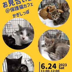 本気の⁈ 仔猫お見合い会@保護猫カフェ