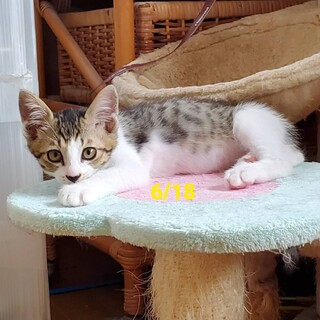 カンくん7/14譲渡決定有り難うございます。