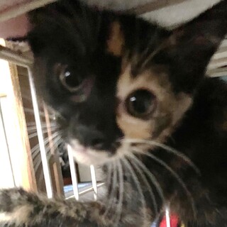 サビ猫1.5ヶ月、元気です。