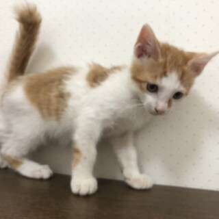可愛い子猫の里親募集