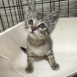 可愛いお顔の男の子です