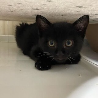 キキ　推定生後約2ヶ月　黒猫オス