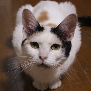 ４８匹の多頭崩壊レスキュー組カヌレちゃん