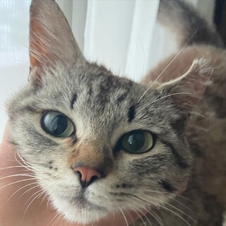 公園猫現場に遺棄されました可愛い女の子