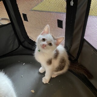 白ぶち♡柄　アゲオ君