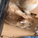 子うさぎの里親を募集しています。