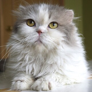 人馴れした柔軟な性格のスコティッシュフォールド