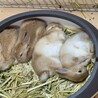 うさベビ