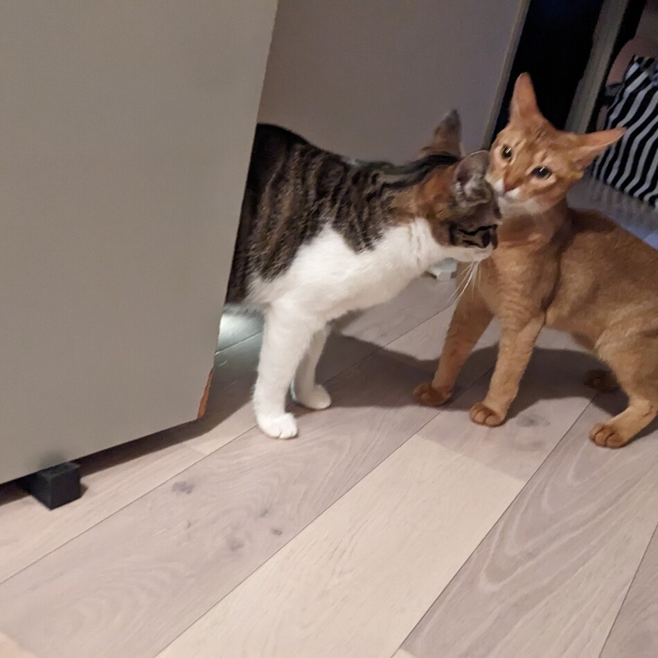 ラスク・シュガー・ヒラタのカバー写真