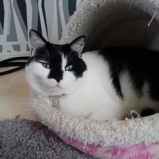 甘えん坊の美猫君です