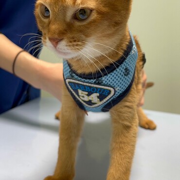 病院は慣れっ子 先生大好きで病院では猫をかぶる