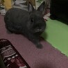 いずみ0705