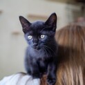 宝塚市より男の子の黒猫