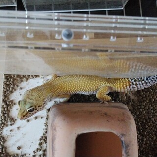 ヒョウモントカゲモドキ　レオパ　