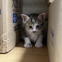 生後約1ヶ月弱の子猫です！