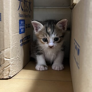 生後約1ヶ月弱の子猫です！