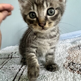 大切な家族の一員にしてあげてください