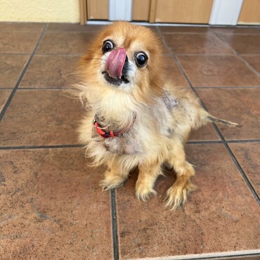 散歩待ちの甘えん坊