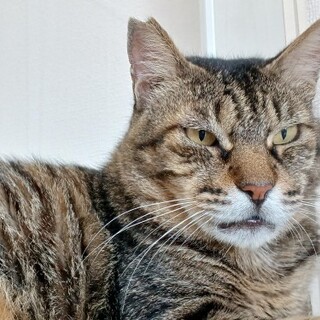 強面のおっとりオジサン