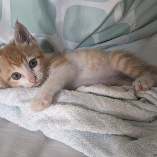 ひとりぼっちでいた子猫ちゃんの里親さん募集！