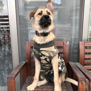 小さいお子さんとも仲良し＊超穏やかな巨大子犬