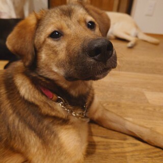 犬・猫・子供との同居◎おっとり穏やかな大型犬の子犬