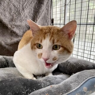 陽気な甘えん坊★薄茶白の人間大好き★ゆずくん